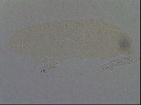 Hypsibius convergens image