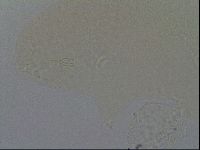 Hypsibius convergens image
