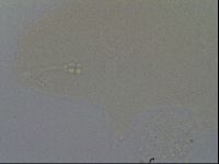 Hypsibius convergens image