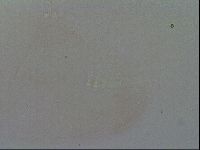 Hypsibius convergens image
