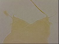 Ramazzottius oberhaeuseri image