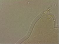 Ramazzottius oberhaeuseri image