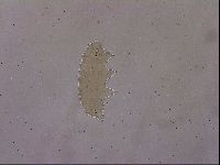 Ramazzottius oberhaeuseri image