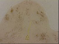 Ramazzottius oberhaeuseri image
