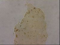Ramazzottius oberhaeuseri image