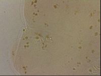 Ramazzottius oberhaeuseri image