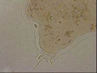 Ramazzottius oberhaeuseri image