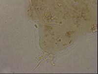 Ramazzottius oberhaeuseri image