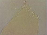 Ramazzottius oberhaeuseri image