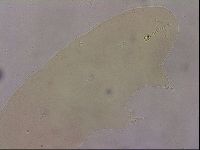 Ramazzottius oberhaeuseri image
