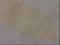 Ramazzottius oberhaeuseri image