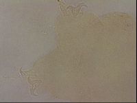 Ramazzottius oberhaeuseri image