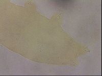 Ramazzottius oberhaeuseri image