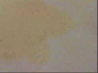Ramazzottius oberhaeuseri image