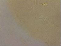 Ramazzottius oberhaeuseri image
