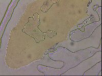 Ramazzottius oberhaeuseri image