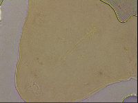 Ramazzottius oberhaeuseri image