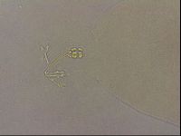 Ramazzottius oberhaeuseri image