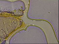 Ramazzottius oberhaeuseri image
