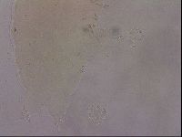 Ramazzottius oberhaeuseri image