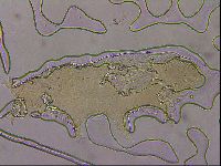 Ramazzottius oberhaeuseri image