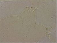 Ramazzottius oberhaeuseri image