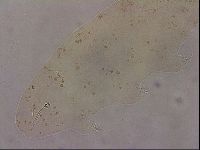 Ramazzottius oberhaeuseri image