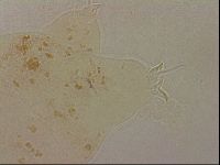 Ramazzottius oberhaeuseri image
