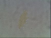 Ramazzottius oberhaeuseri image