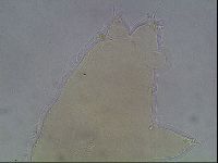 Ramazzottius oberhaeuseri image