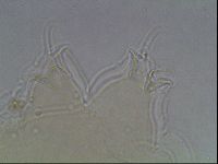 Ramazzottius oberhaeuseri image