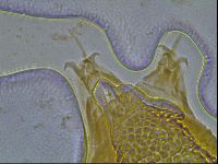 Ramazzottius oberhaeuseri image