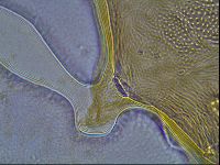 Ramazzottius oberhaeuseri image