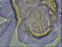 Ramazzottius oberhaeuseri image