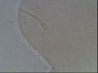 Ramazzottius oberhaeuseri image