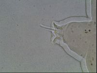 Ramazzottius oberhaeuseri image