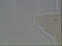 Ramazzottius oberhaeuseri image