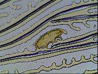 Ramazzottius oberhaeuseri image