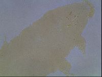 Ramazzottius oberhaeuseri image