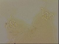 Ramazzottius oberhaeuseri image