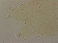 Ramazzottius oberhaeuseri image