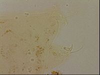 Ramazzottius oberhaeuseri image