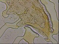 Ramazzottius oberhaeuseri image