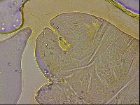Ramazzottius oberhaeuseri image