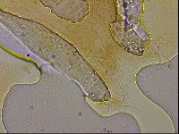 Ramazzottius oberhaeuseri image