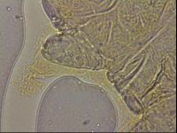 Ramazzottius oberhaeuseri image