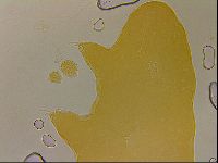 Ramazzottius oberhaeuseri image