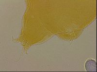 Ramazzottius oberhaeuseri image