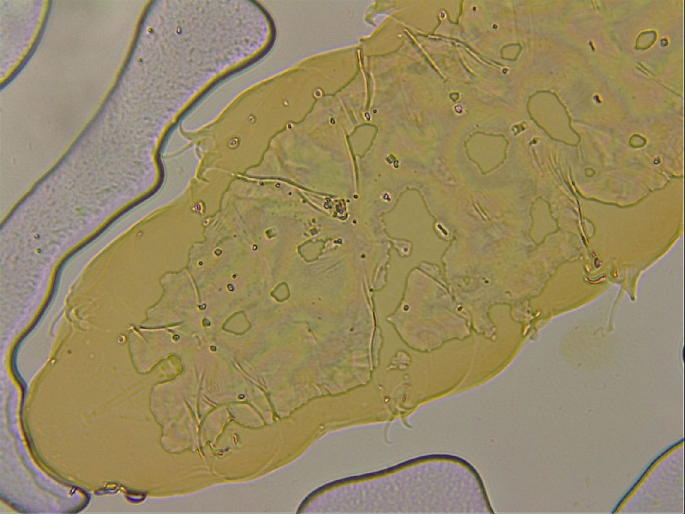 Ramazzottius oberhaeuseri image