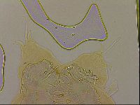 Ramazzottius oberhaeuseri image